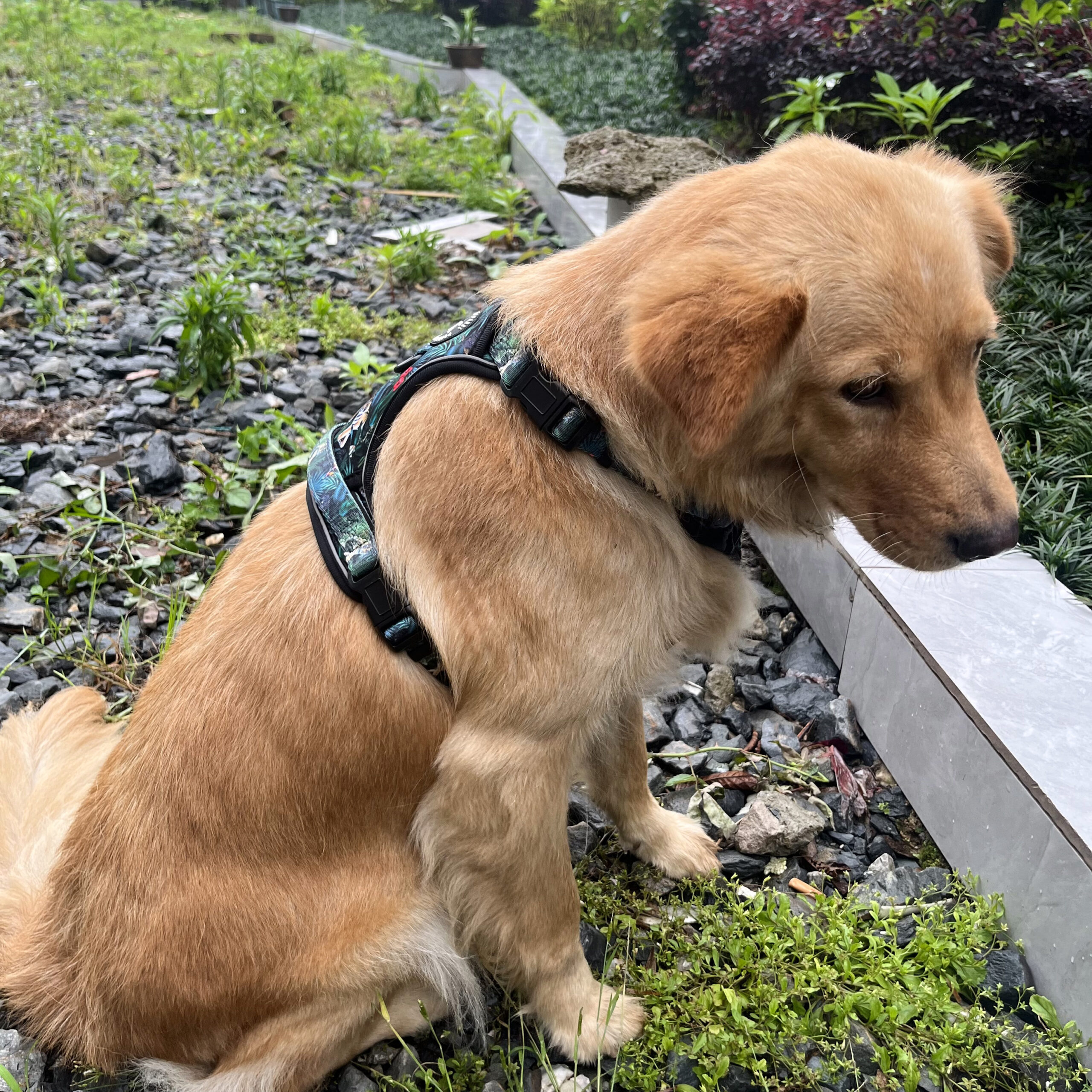 an escape-proof harness with a third strap on a dog